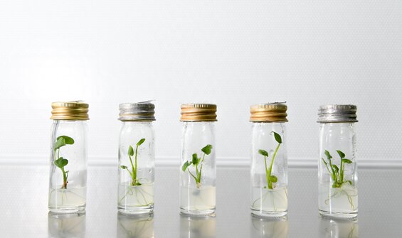 Putting the Global Crop Conservation Strategies into Action