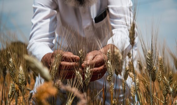 BOLD Results for Crop Diversity