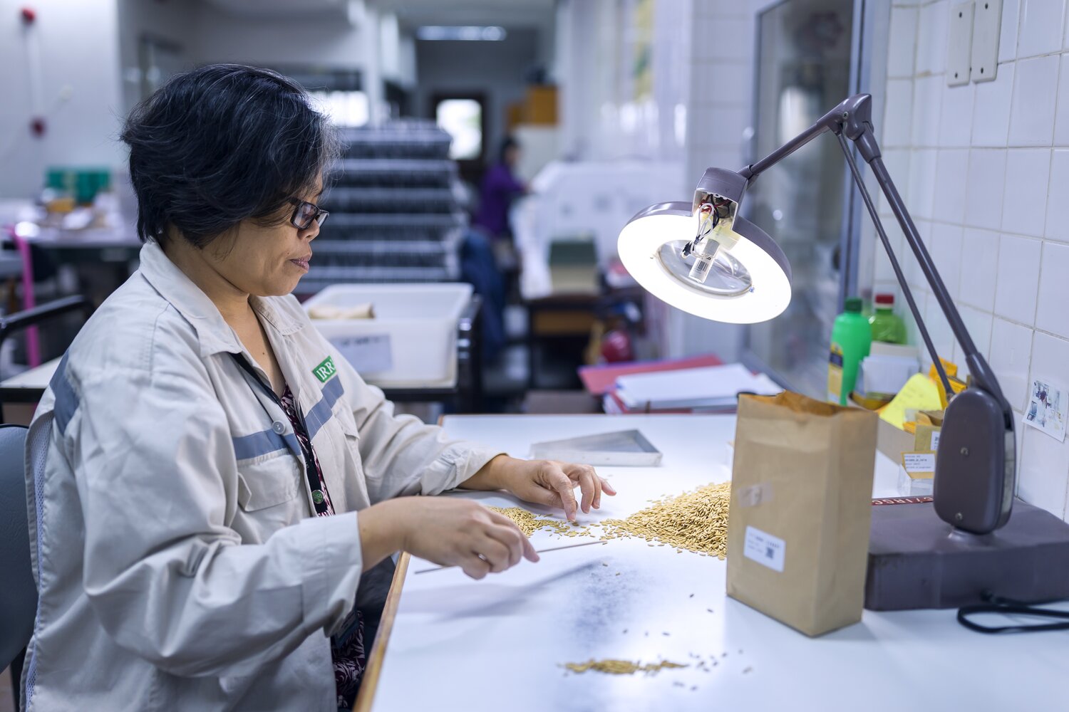 Lab technician sorting rice seeds in a lab.