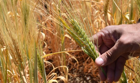 Crop Conservation Strategies and the International Plant Treaty