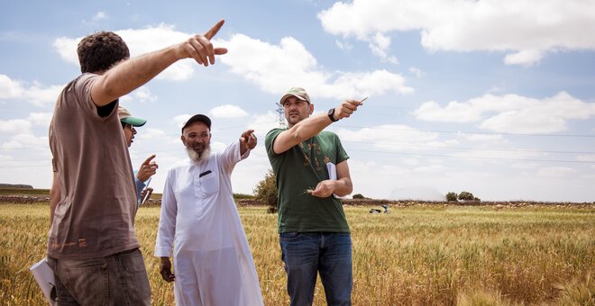 New Drought-tolerant Durum Wheat Variety Proves Its Worth in Morocco