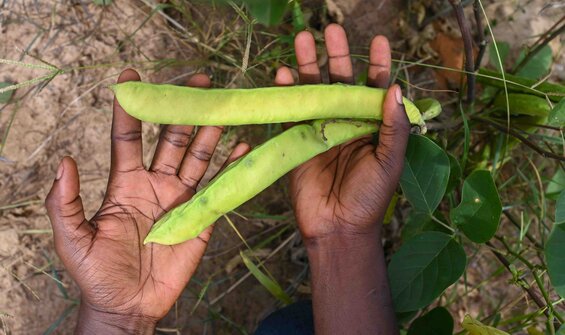 BOLDER: Building Opportunities for Lesser-known Diversity in Edible Resources