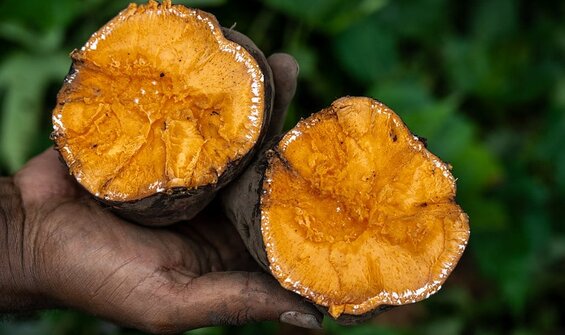 Sweetpotatoes on Ice