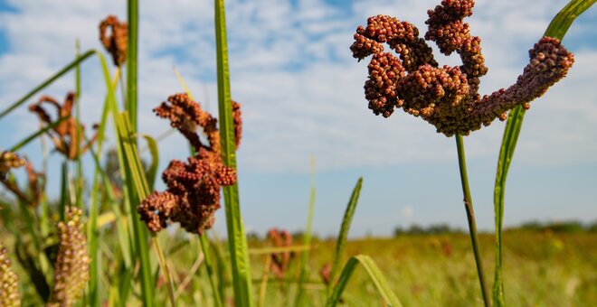 Finger millet growing in a field.