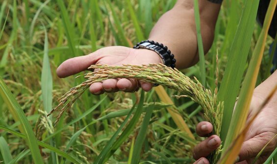 Crop Wild Relatives Project Delivers Beyond Expectation