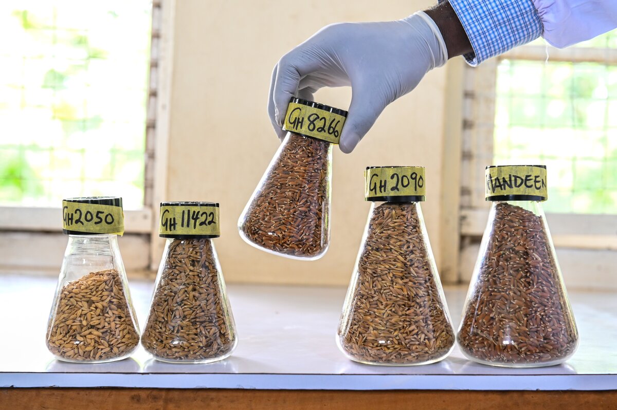 5 jars with seeds lined up in a row, the middle jar is picked up by a gloved hand.